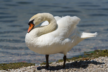 Schwan am See