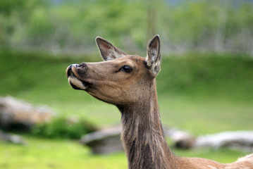 nosey elk