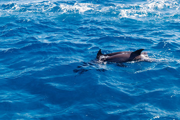 Naklejka premium Delfiny pływające w Morzu Czerwonym