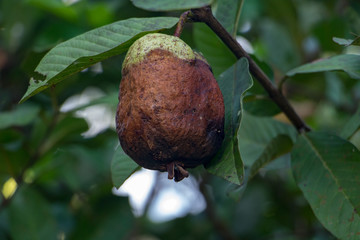 Fototapeta premium rotten mango hanging on a tree, close up view