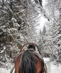 Horse running with the winter sleigh on the road