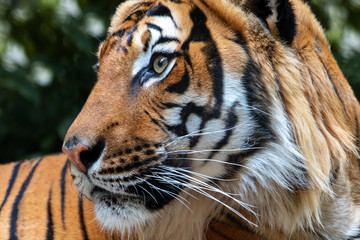 Portrait of the Tiger malayan, tigris panthera jacksoni in nature on green background.