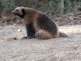 Wolverine, Gulo gulo, is a very agile strong beast