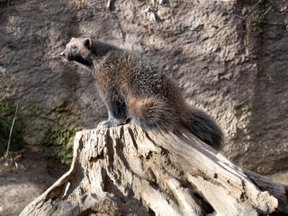 Wolverine, Gulo gulo, is a very agile strong beast