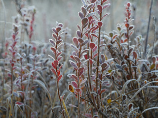 Rauschbeeren Sträucher mit Frost