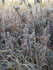 Rauschbeeren Sträucher mit Frost