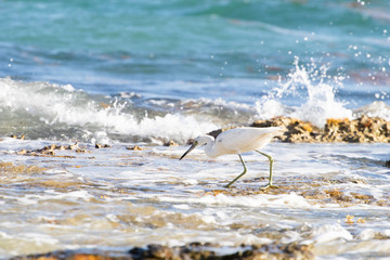 small heron white egret fishing by the sea on the rocks of the lagoon of a coral reef. little egret fishing to eat