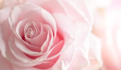 Fototapeten Nahaufnahme von Zärtlichkeit rosa Rose. © Svetlana Kolpakova
