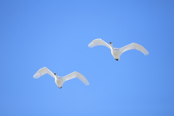 Obraz premium ハクチョウ Swans