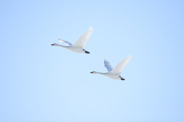 ハクチョウ　Swans