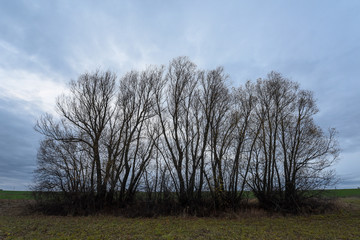 autumn dramatic trees