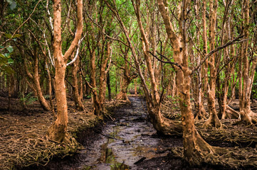 Lush mangrove forest in Thailand