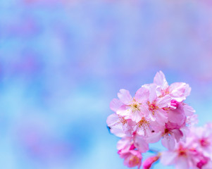 Naklejka na ściany i meble Beautiful cherry blossoms sakura tree bloom in spring over the blue sky, copy space, close up.