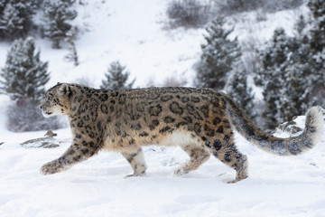 Rare, Endangered Snow Leopard in Snowy environment