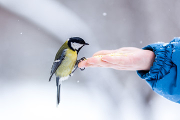 Tit eats grain in palm of child