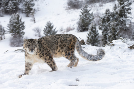 Rare, Endangered Snow Leopard in Snowy environment
