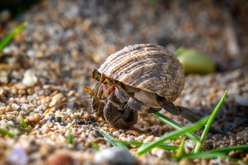 Hermit crab walking on the sand