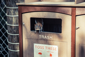 Ecureuil et la trace de l'homme