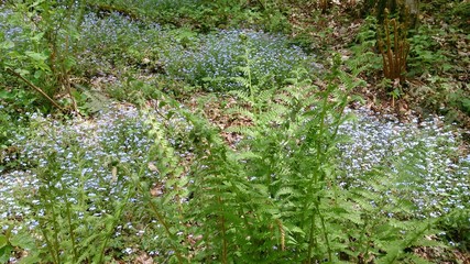 Fototapeta premium Горный луг