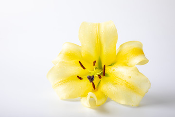 Fototapeta na wymiar Yellow lily flower isolated on a white background.