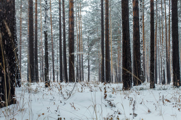 a cloudy day in the woods during snowfall in Siberia