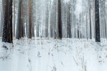 an abstraction of an snowy forest in winter in Siberia