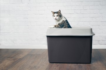 Cute tabby cat looking curious out of a gray top entry litter box. 