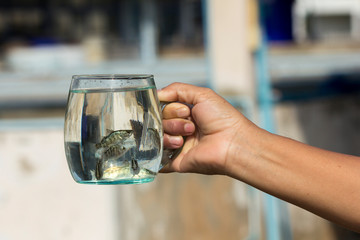 Soft focus of Giant Perch, Sea Bass, White Sea Bass (Lates calcarifer) in a glass. A fish hatchery in Thailand.