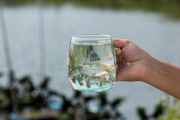 Soft focus of Giant Perch, Sea Bass, White Sea Bass (Lates calcarifer) in a glass. A fish hatchery in Thailand.