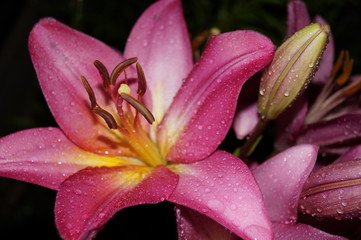 pink lily