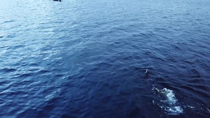 orcas and humpback whales hunting for herrings in the fjords of Norway in winter