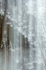 an abstraction of an snowy forest in winter in Siberia