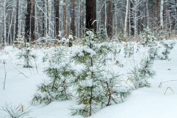 a growth of pine trees in the woods in snowfall in winter