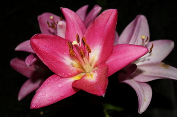 pink lily on black background