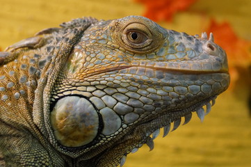 portrait of iguana