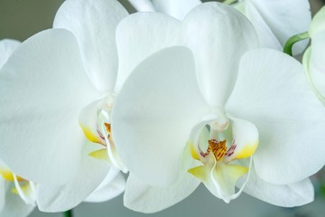 Plakat white orchid blooming with flowers and buds in a pot at home