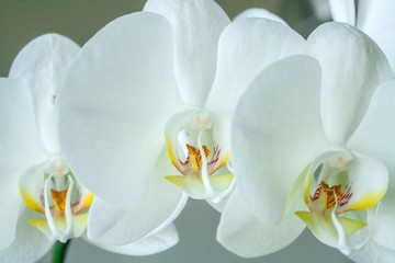 white orchid blooming with flowers and buds in a pot at home