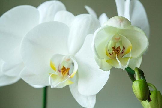 white orchid blooming with flowers and buds in a pot at home