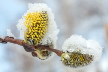 Goat willow buds under the snow in spring in Siberia