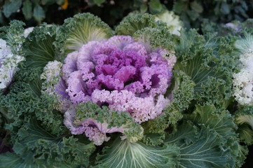 cabbage in the garden