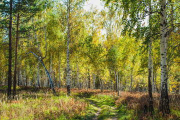 a road in the forest in autumn in Siberia