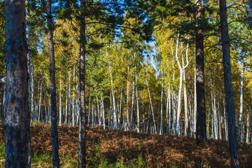 in the golden woods in autumn in Siberia
