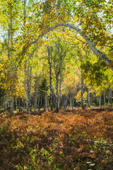 in the golden woods in autumn in Siberia