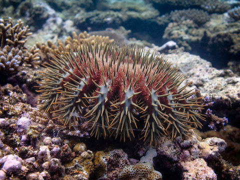 Crown of thorns starfish on a coral reef.