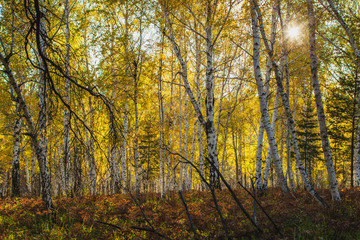 in the golden woods in autumn in Siberia