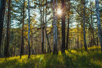 in the golden woods in autumn in Siberia