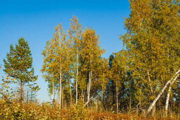 Fototapeta premium w złotych lasach jesienią na Syberii