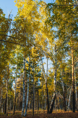 in the golden woods in autumn in Siberia