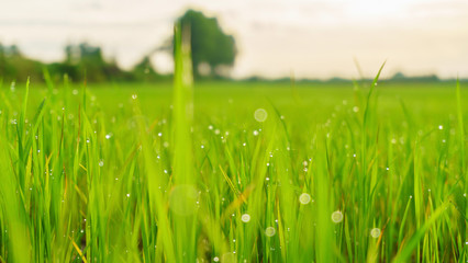Fototapeta na wymiar Natural background of green rice farm close up with droplet bokeh