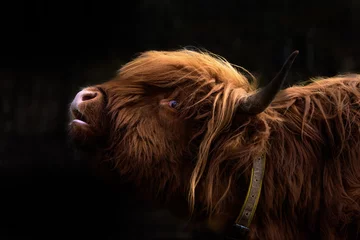Poster Im Rahmen Schottisches Hochlandrind / Bos Taurus / Highland Cattle © Nicole